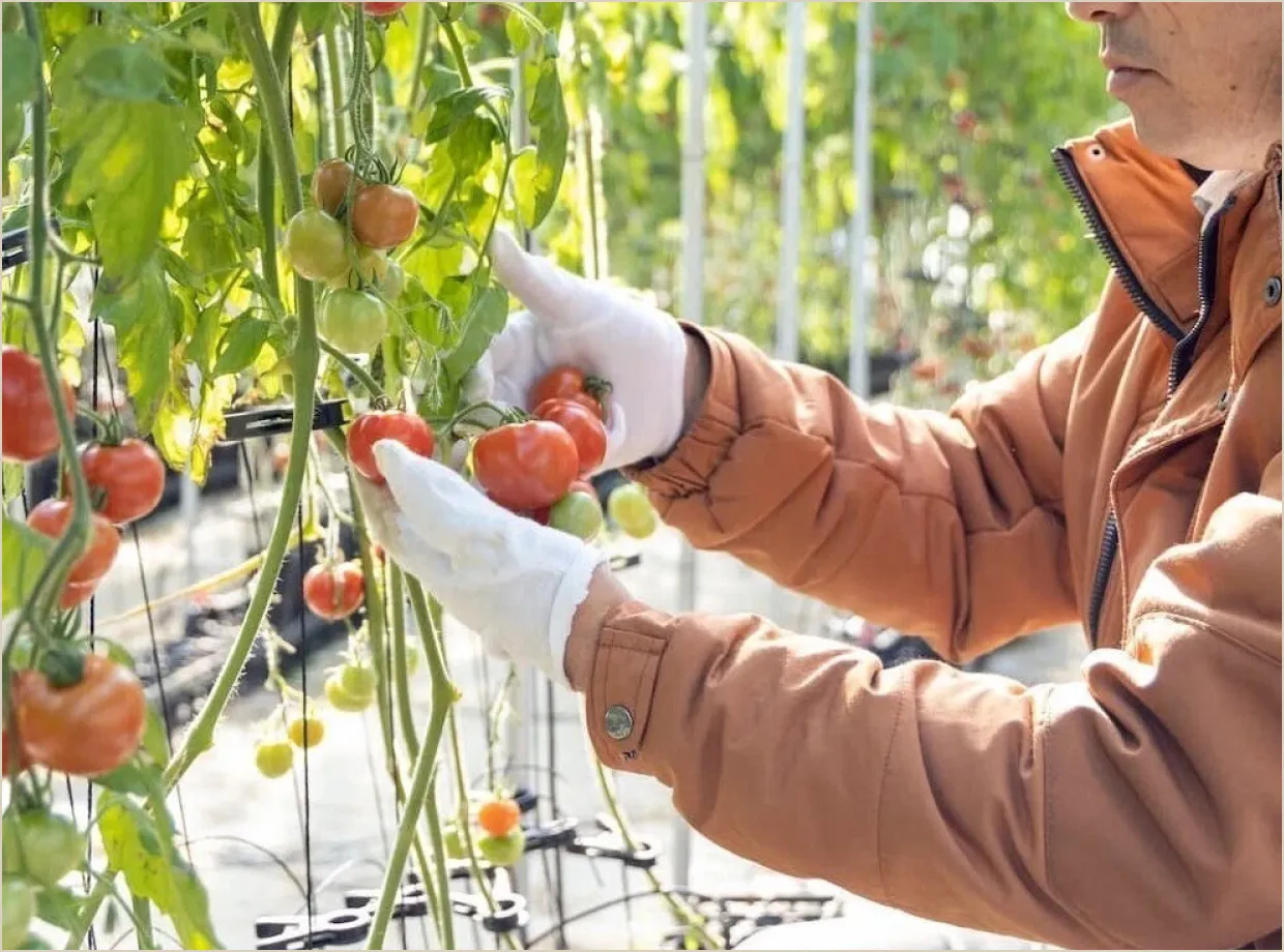 ハウスでミニトマトを収穫する生産者の手元