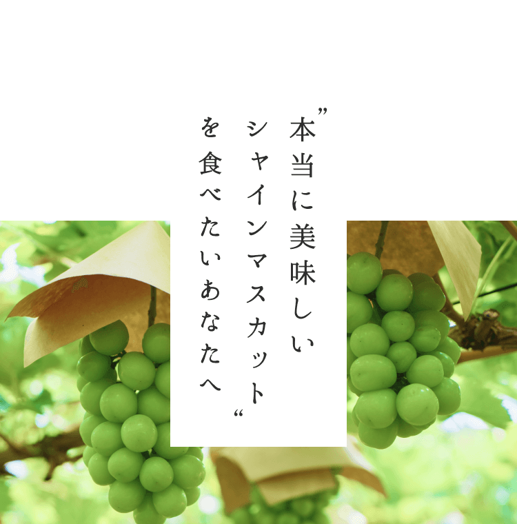 本当に美味しいシャインマスカットを食べたいあなたへ