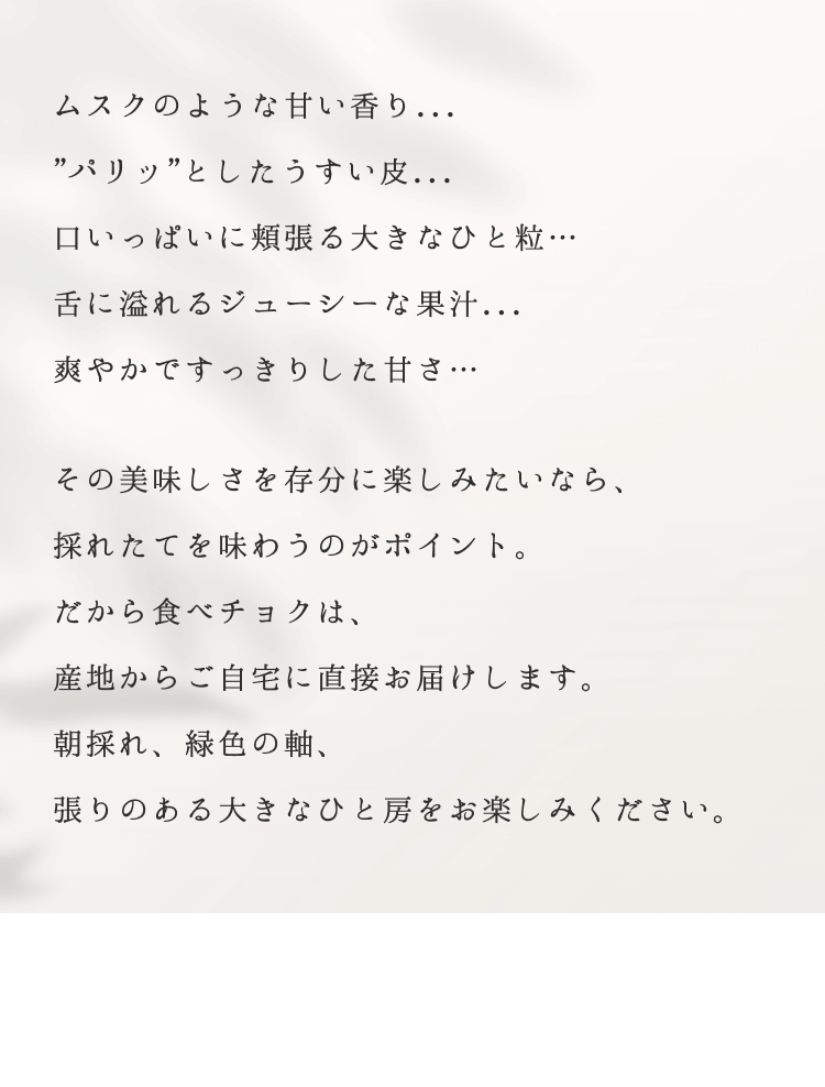 ムスクのような甘い香り...パリッとしたうすい皮...口いっぱいに頬張る大きなひと粒…舌に溢れるジューシーな果汁...爽やかですっきりした甘さ…その美味しさを存分に楽しみたいなら、採れたてを味わうのがポイント。だから食べチョクは、産地からご自宅に直接お届けします。朝採れ、緑色の軸、張りのある大きなひと房をお楽しみください。