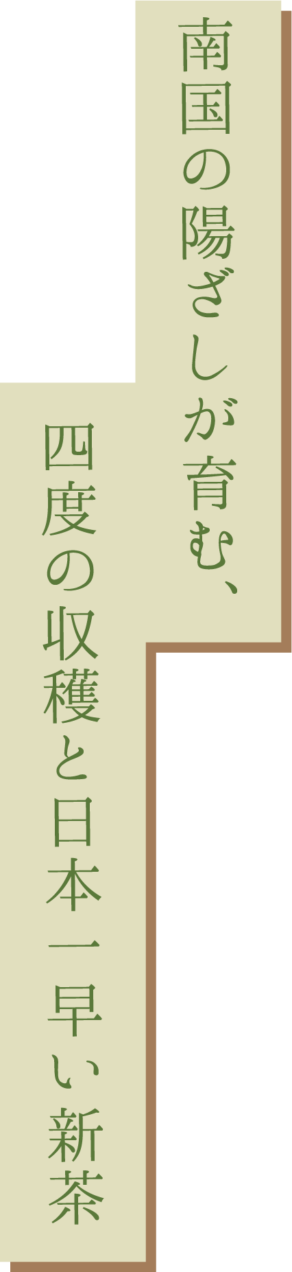 南国の陽ざしが育む、四度の収穫と日本一早い新茶
