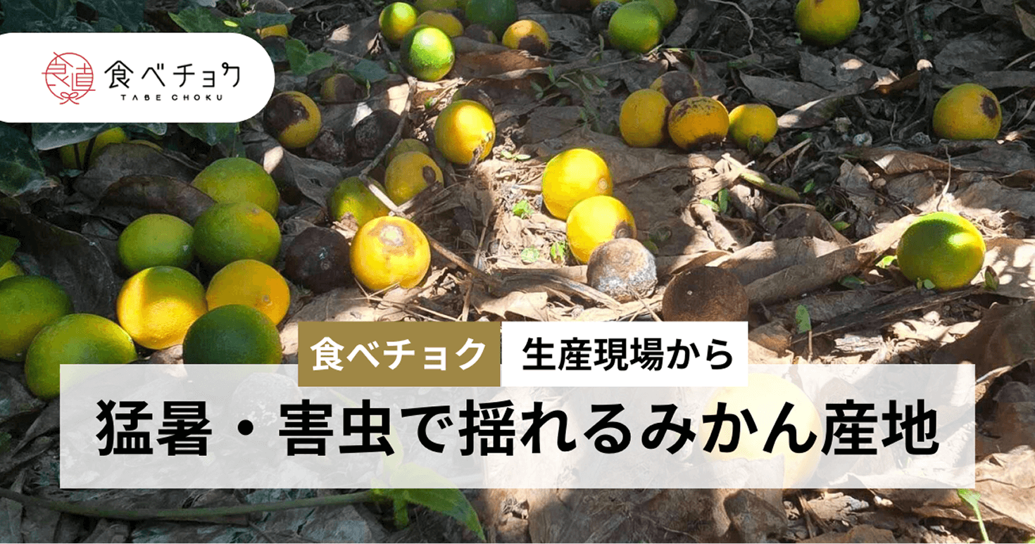 猛暑・害虫で揺れるみかん産地